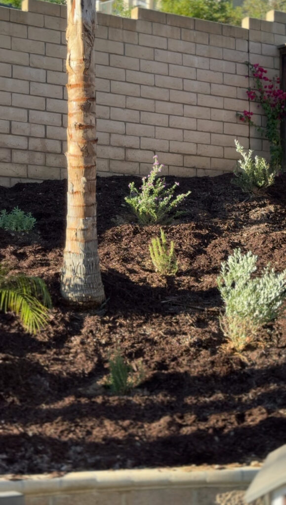 Mediterranean landscaping on a sunny California slope with olive, rosemary, lavender, and bougainvillea