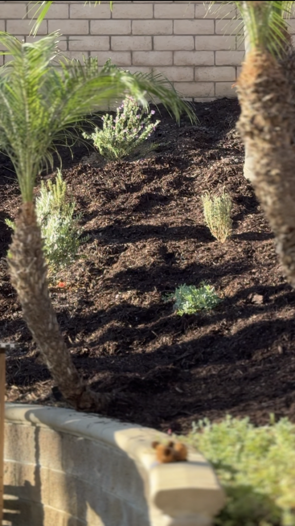 Southern California backyard slope makeover with Mediterranean-style plants and fresh brown mulch
