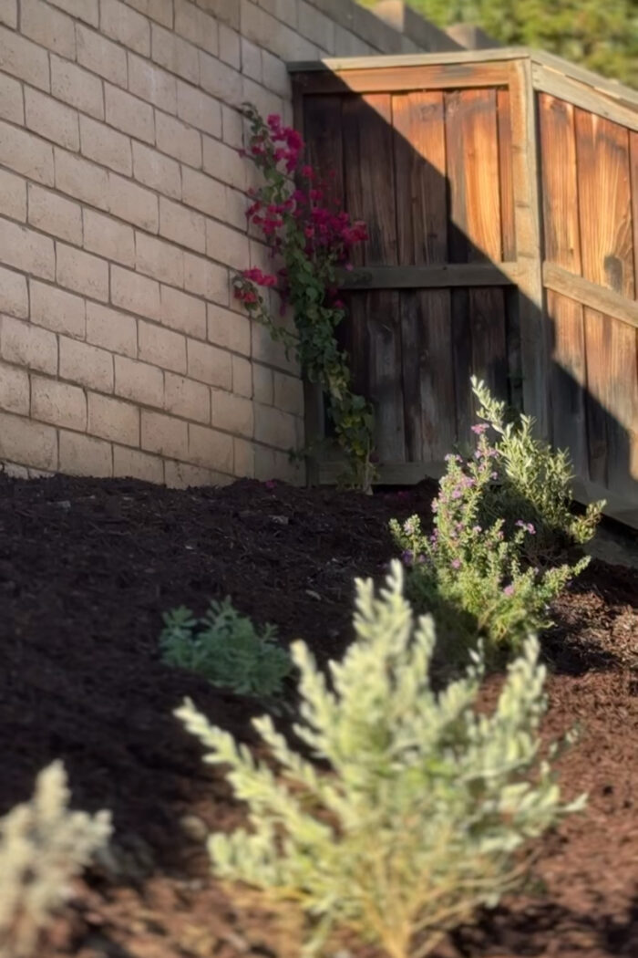 Our Mediterranean Southern California Backyard