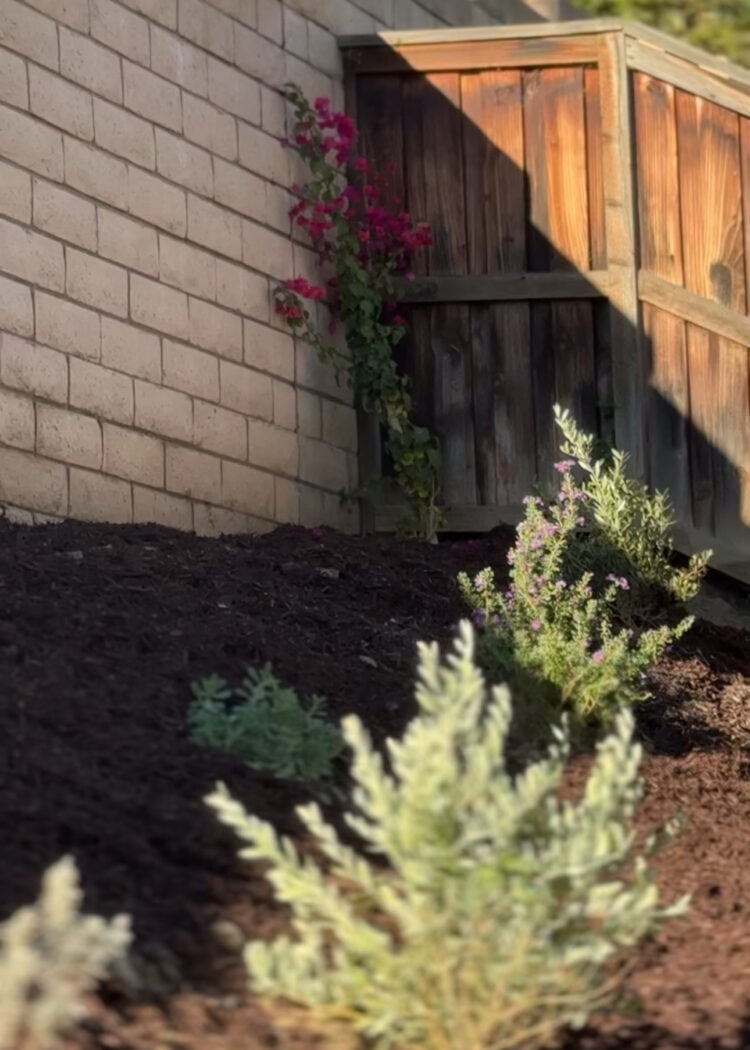 Our Mediterranean Southern California Backyard