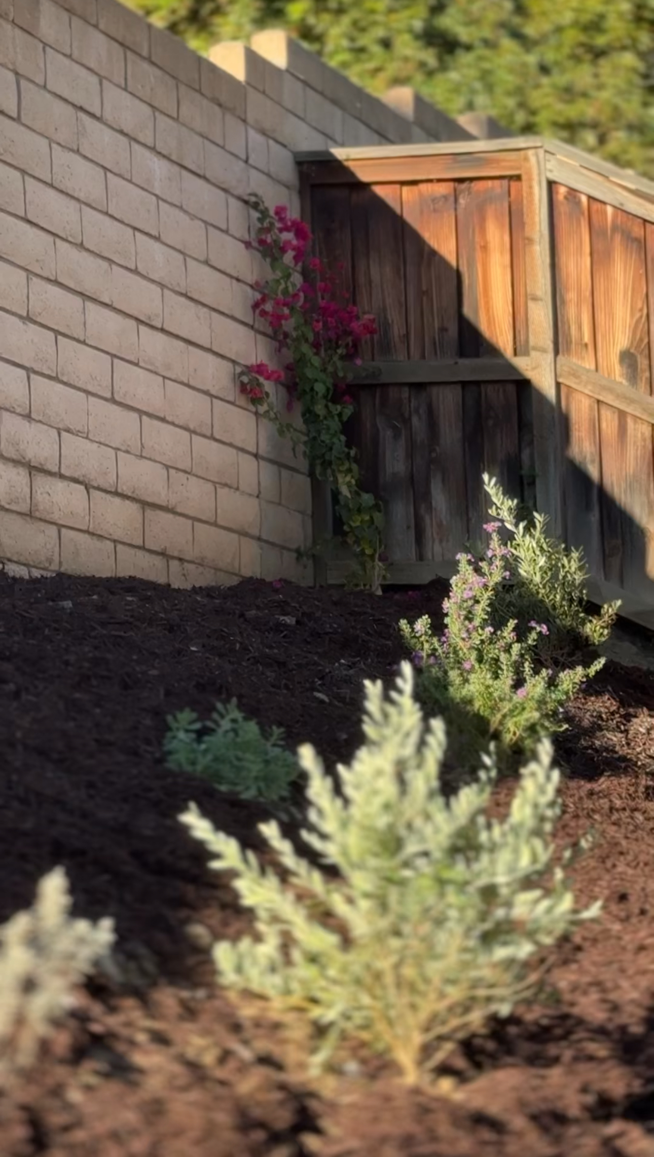 Our Mediterranean Southern California Backyard